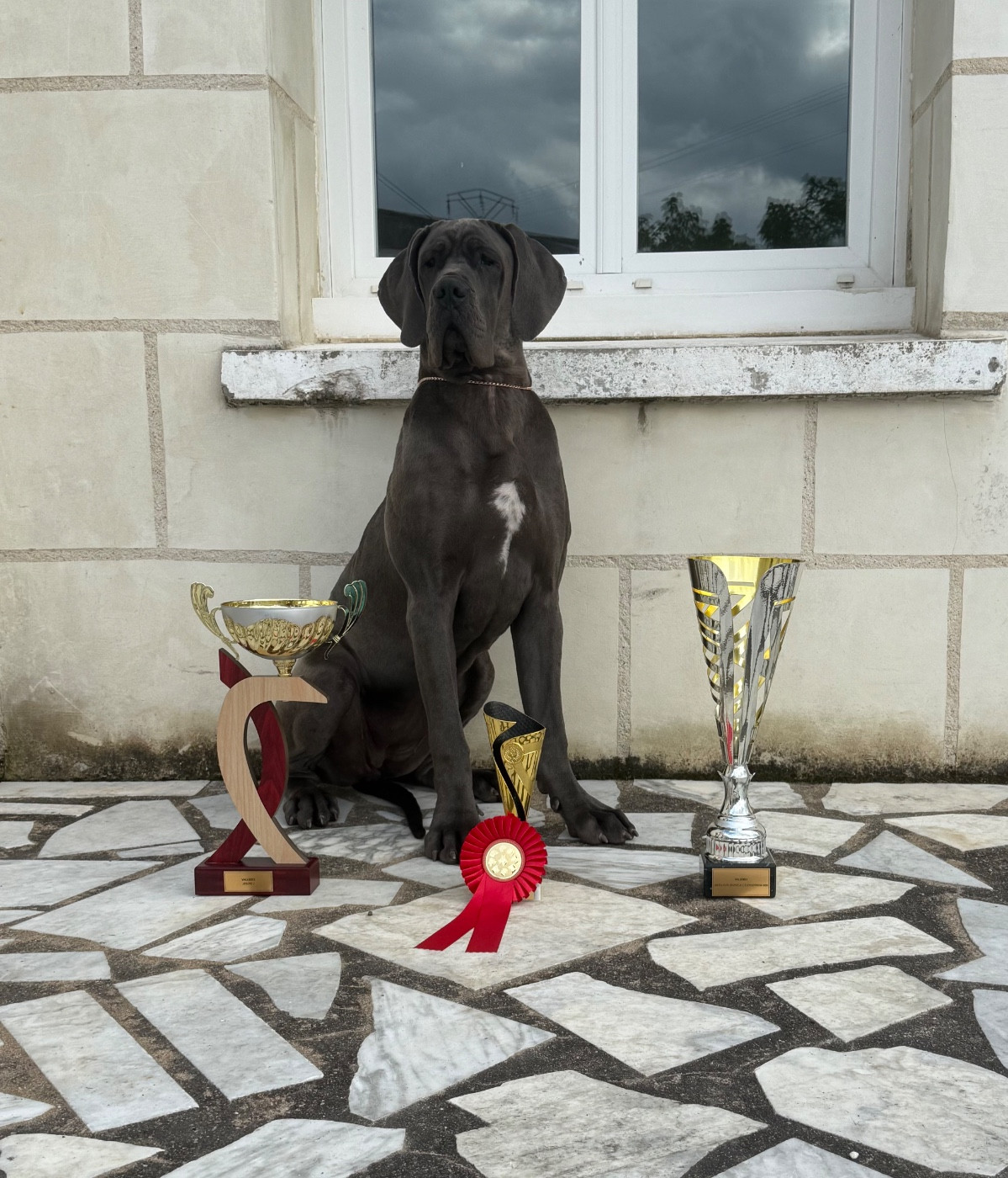 🏆Amaya nous offre le BEST IN SHOW JEUNE DE VALLERES🏆