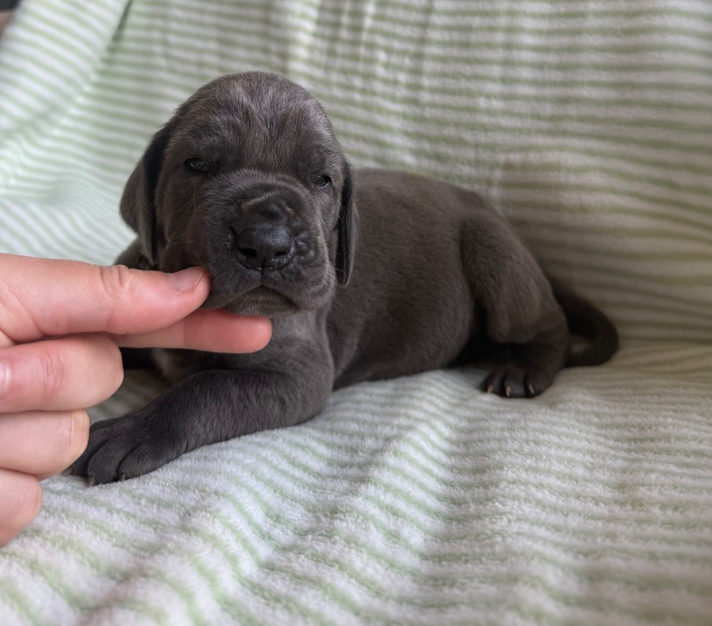 Des Terres De Phelyzia - Les chiots ont ouvert les yeux