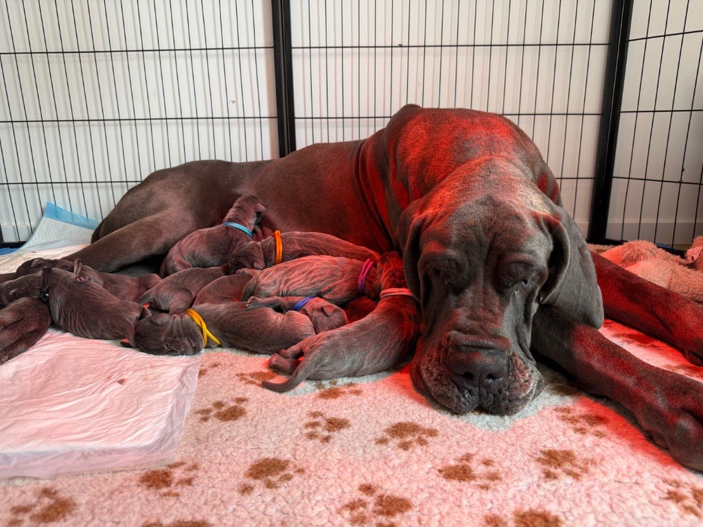 Les chiots de grazia sont née 