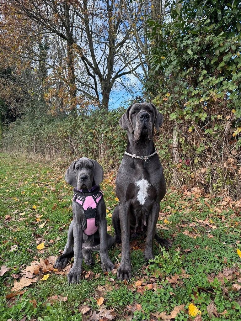 Tous les chiots ont rejoint leurs familles