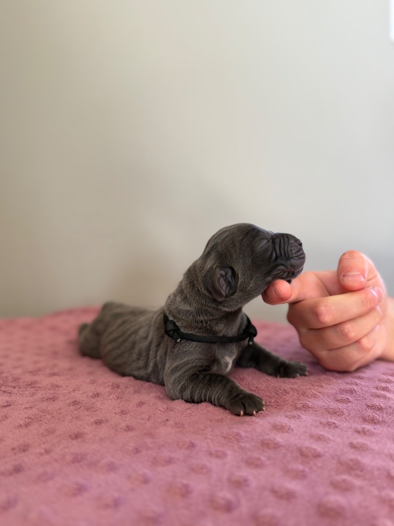 Des Terres De Phelyzia - Chiots disponibles - Dogue allemand