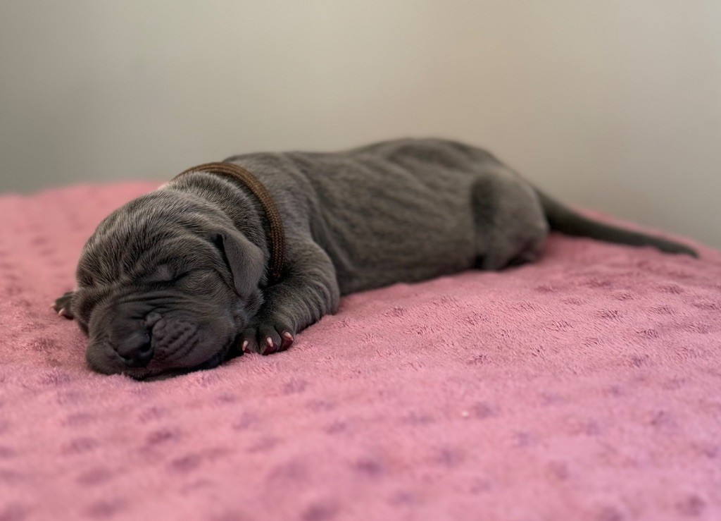 Des Terres De Phelyzia - Chiots disponibles - Dogue allemand