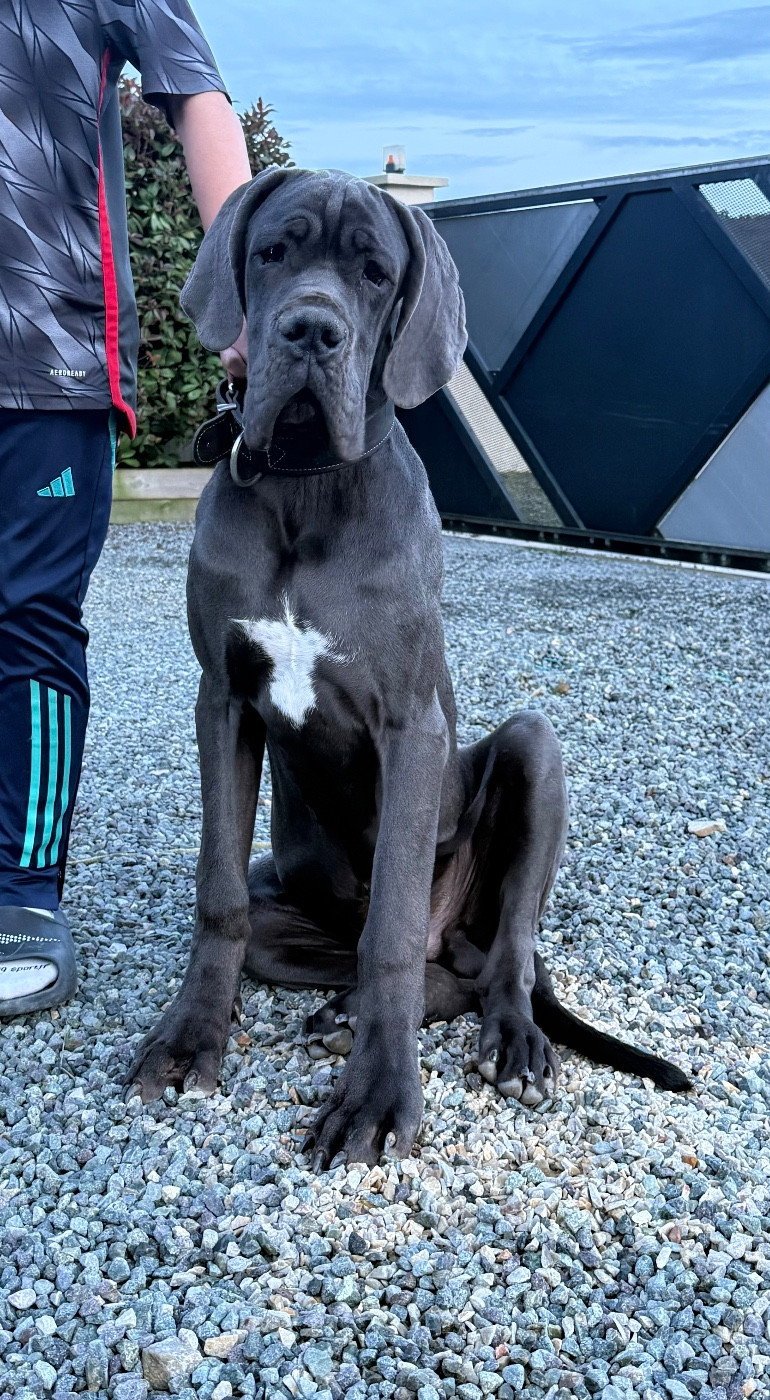 Des Terres De Phelyzia - Chiots disponibles - Dogue allemand