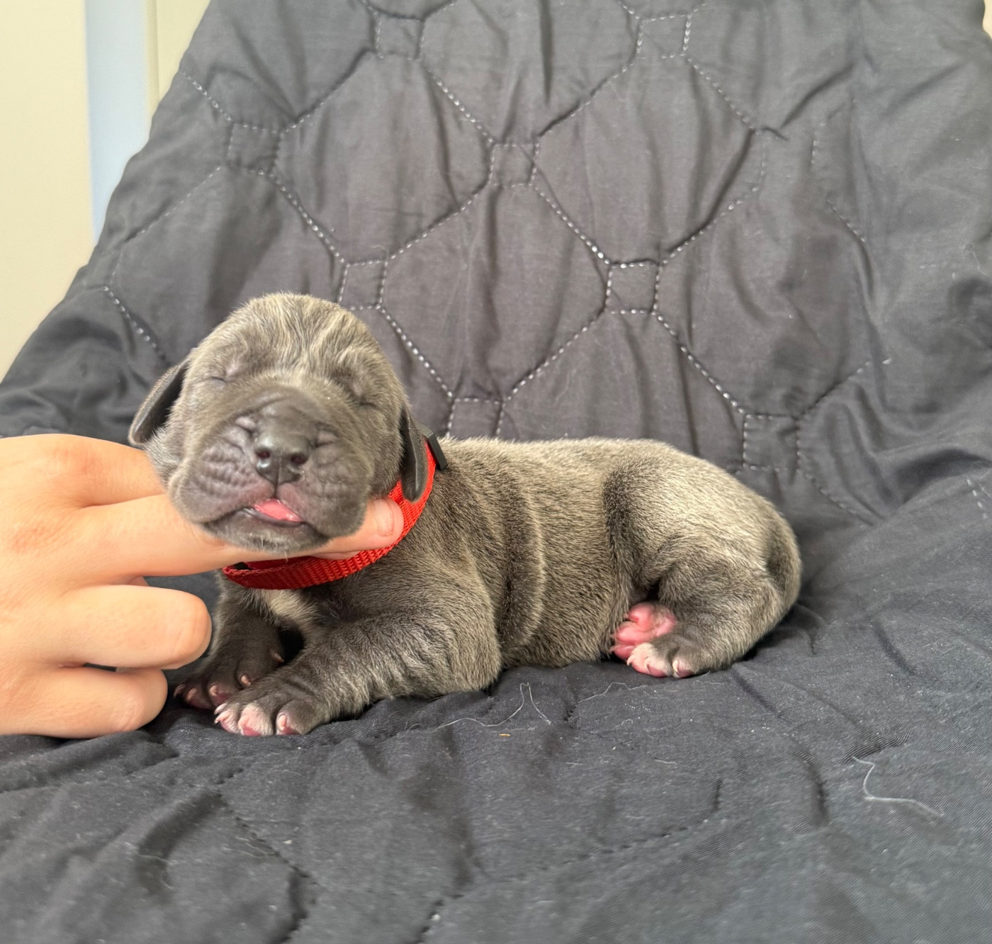 Des Terres De Phelyzia - Chiots disponibles - Dogue allemand