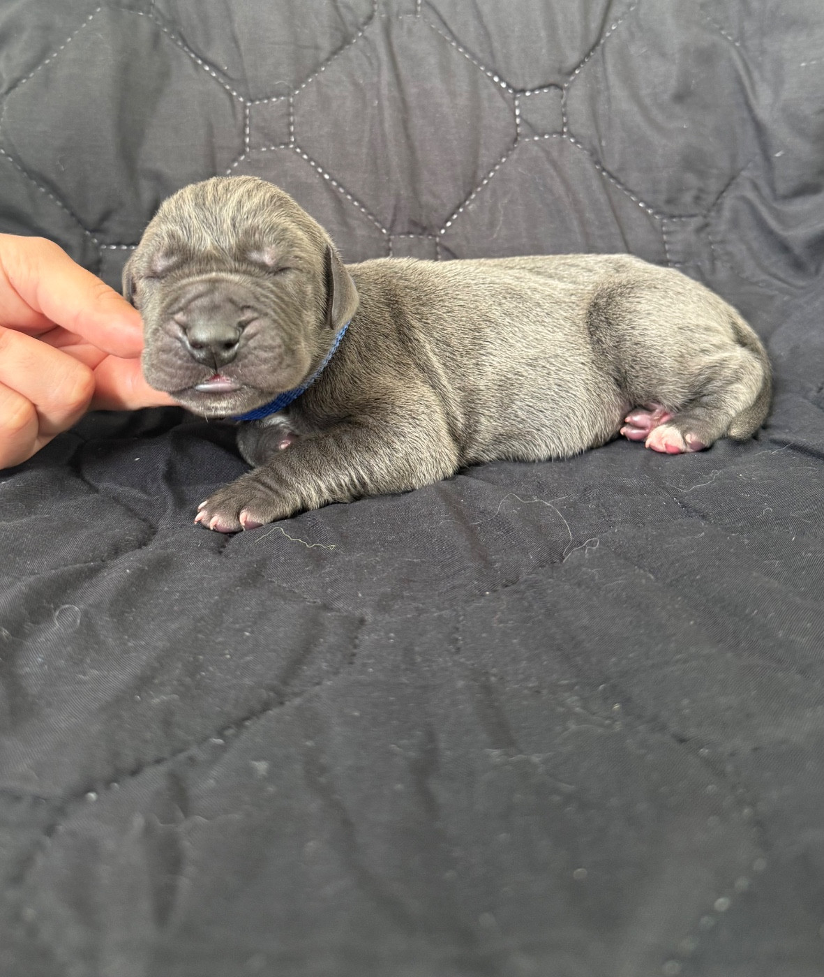 Des Terres De Phelyzia - Chiots disponibles - Dogue allemand