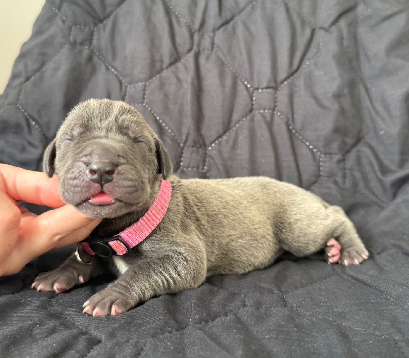 Des Terres De Phelyzia - Chiots disponibles - Dogue allemand