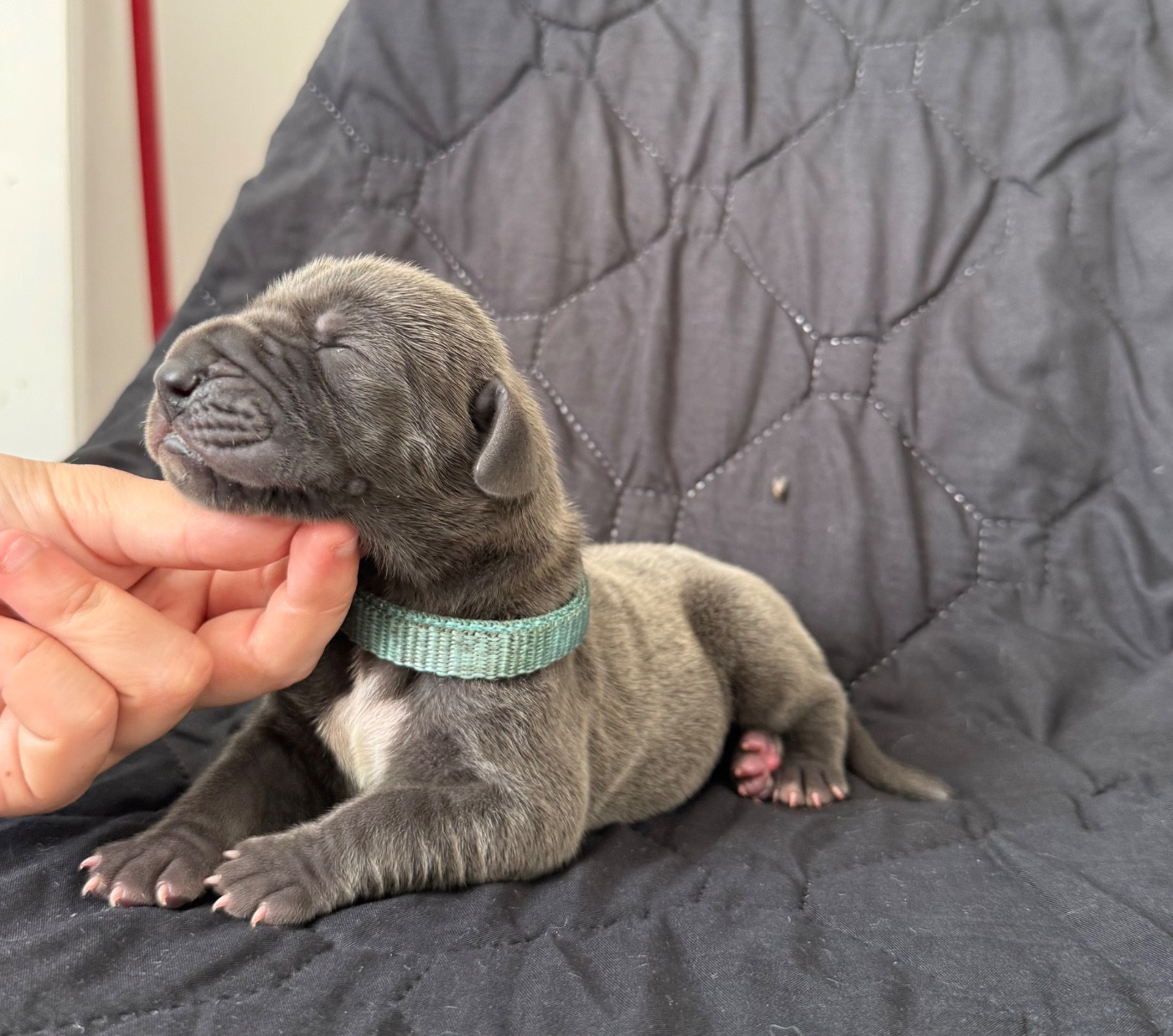 Des Terres De Phelyzia - Chiots disponibles - Dogue allemand