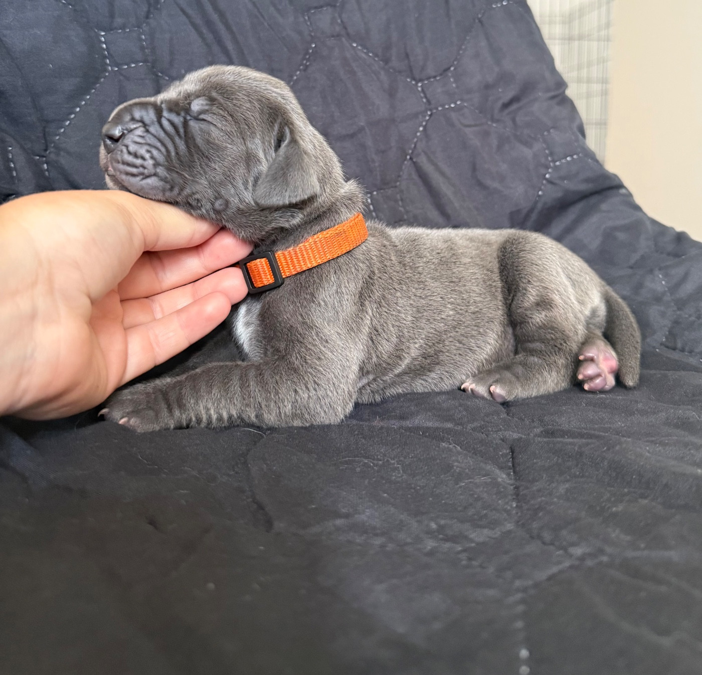 Des Terres De Phelyzia - Chiots disponibles - Dogue allemand