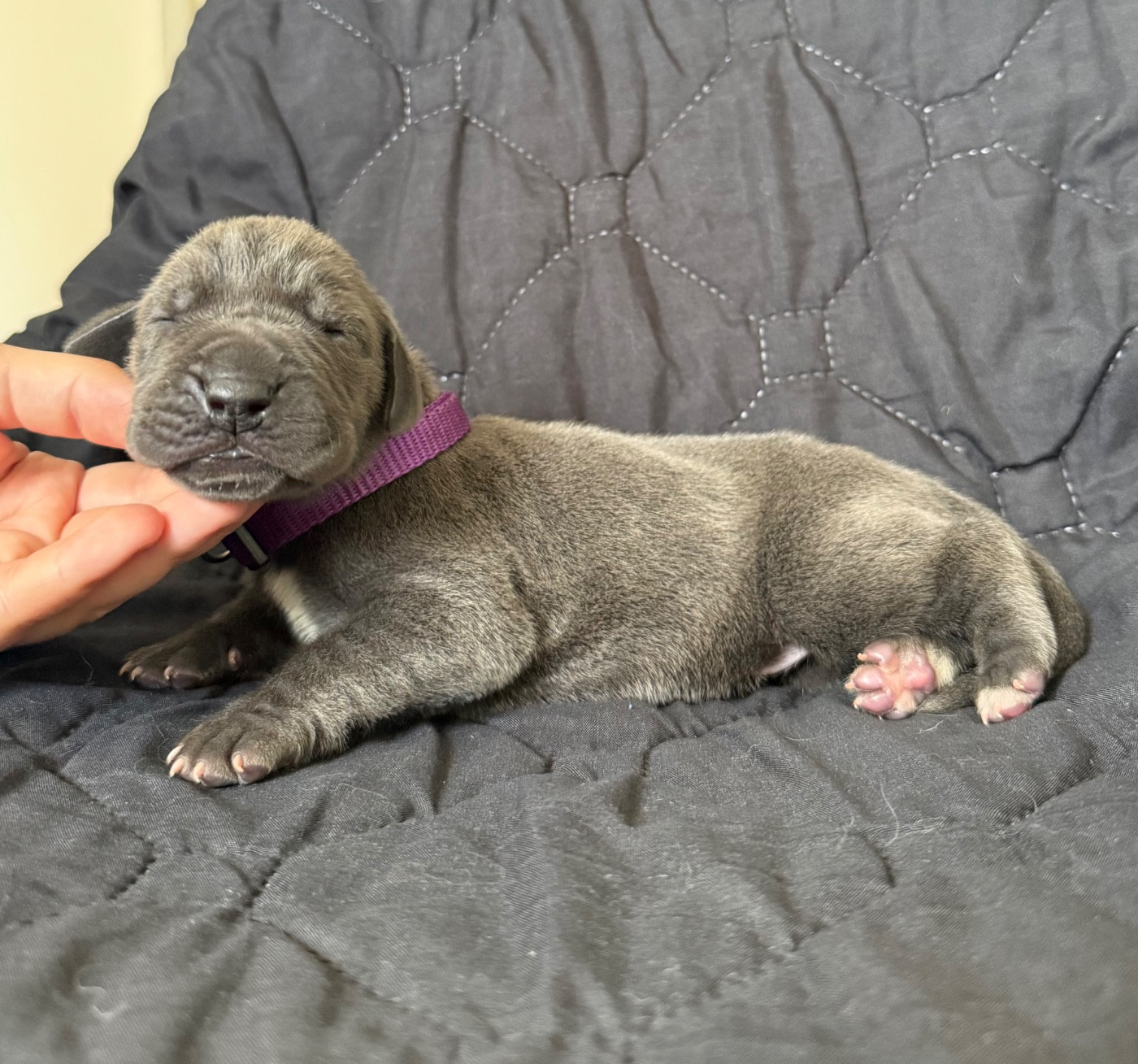 Des Terres De Phelyzia - Chiots disponibles - Dogue allemand