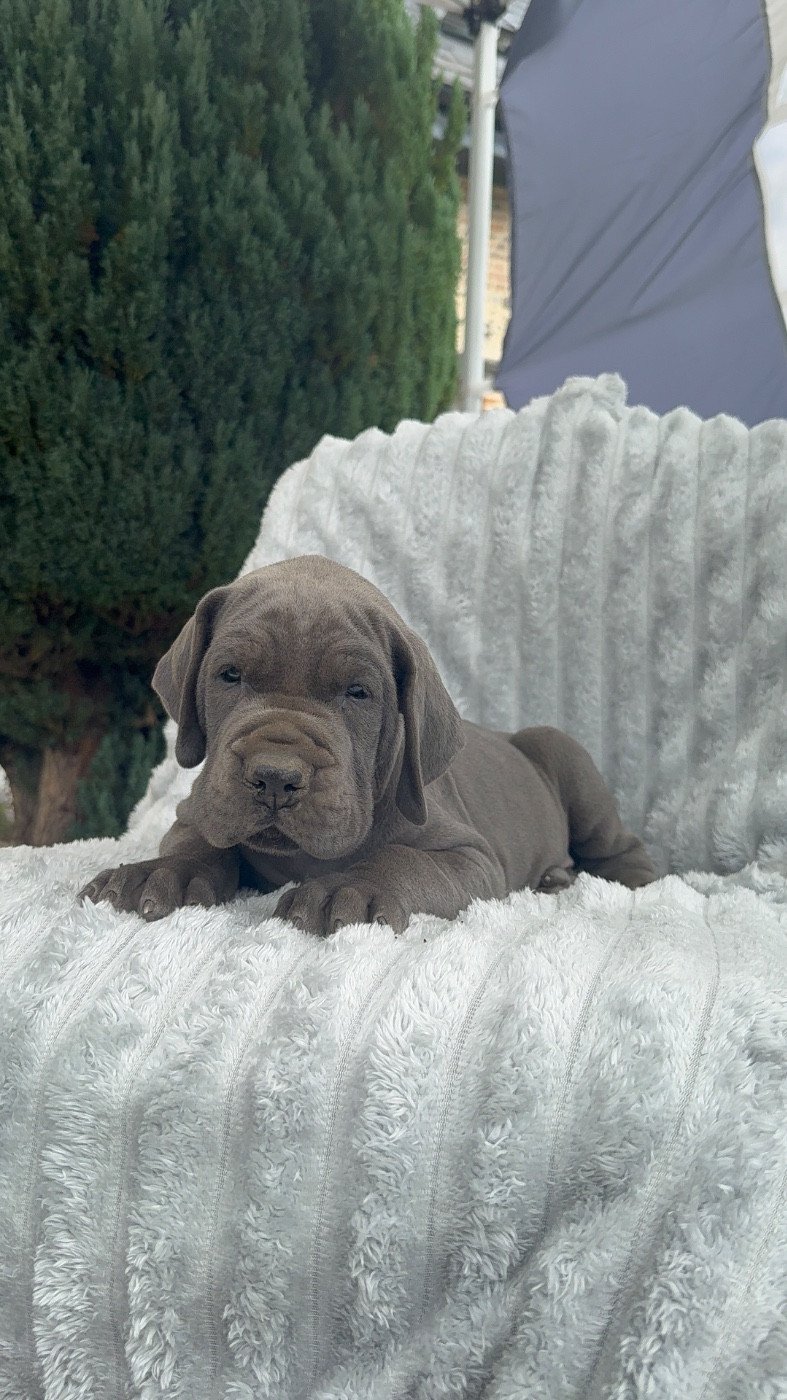 Des Terres De Phelyzia - Chiots disponibles - Dogue allemand