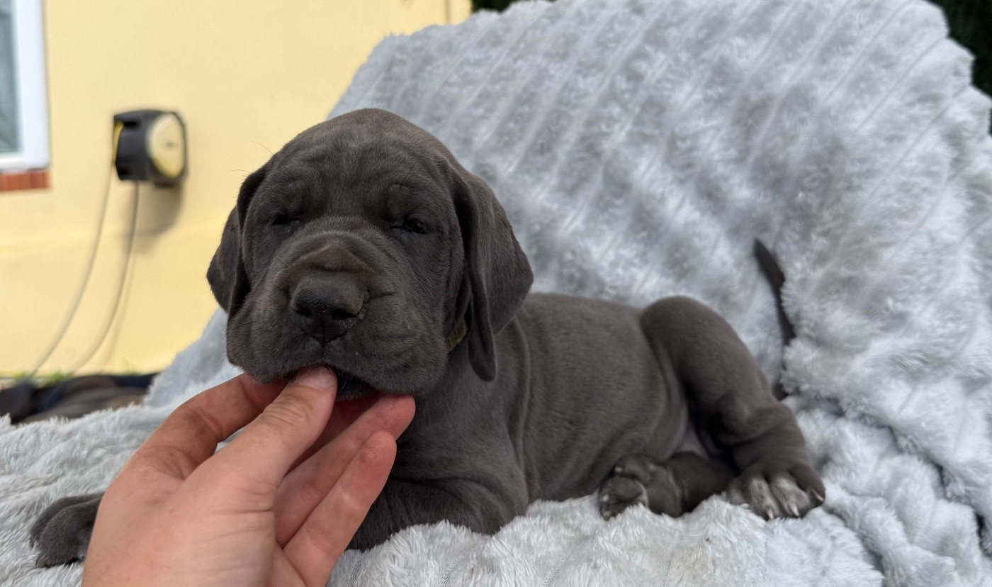 Des Terres De Phelyzia - Chiots disponibles - Dogue allemand