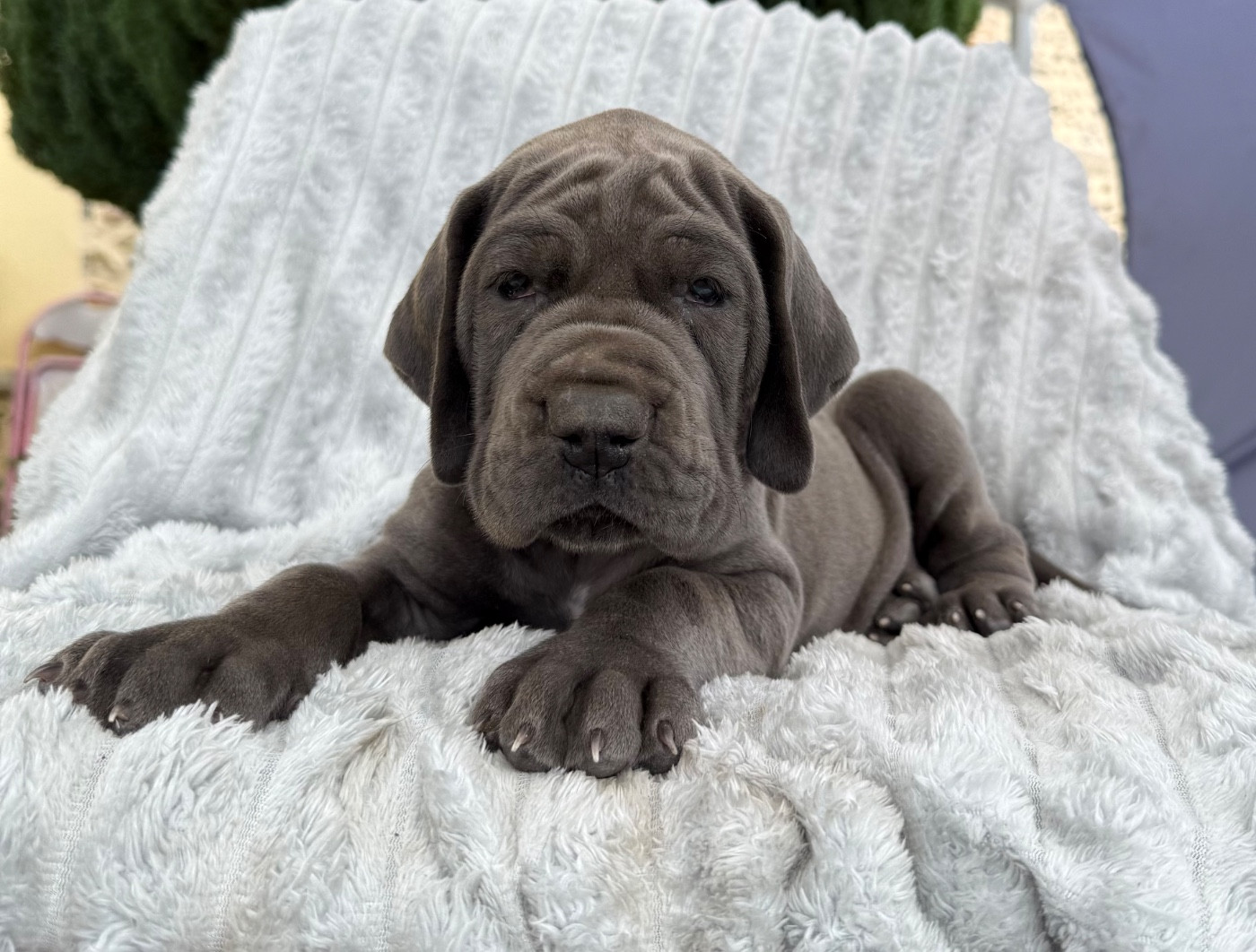 Des Terres De Phelyzia - Chiots disponibles - Dogue allemand
