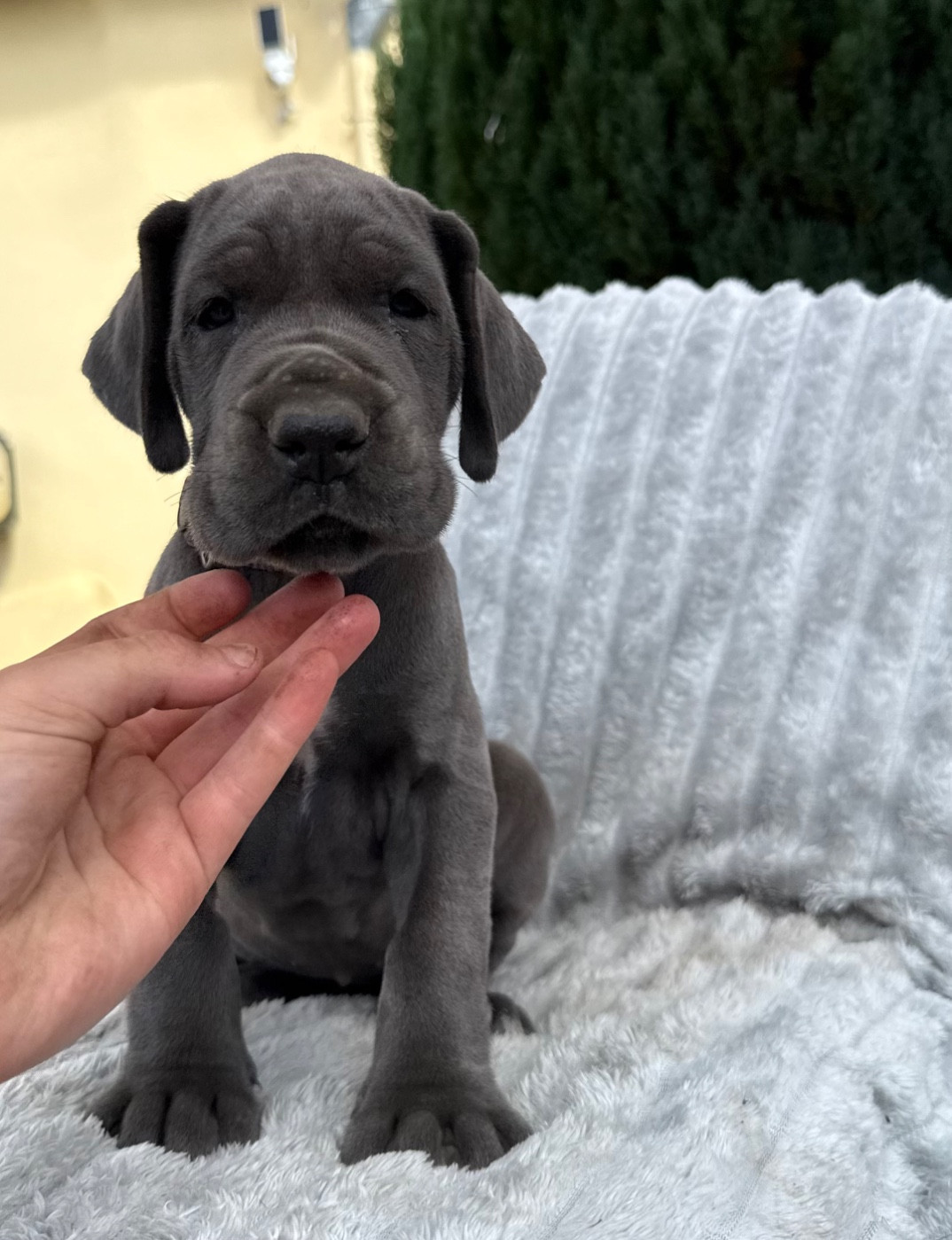 Des Terres De Phelyzia - Chiots disponibles - Dogue allemand