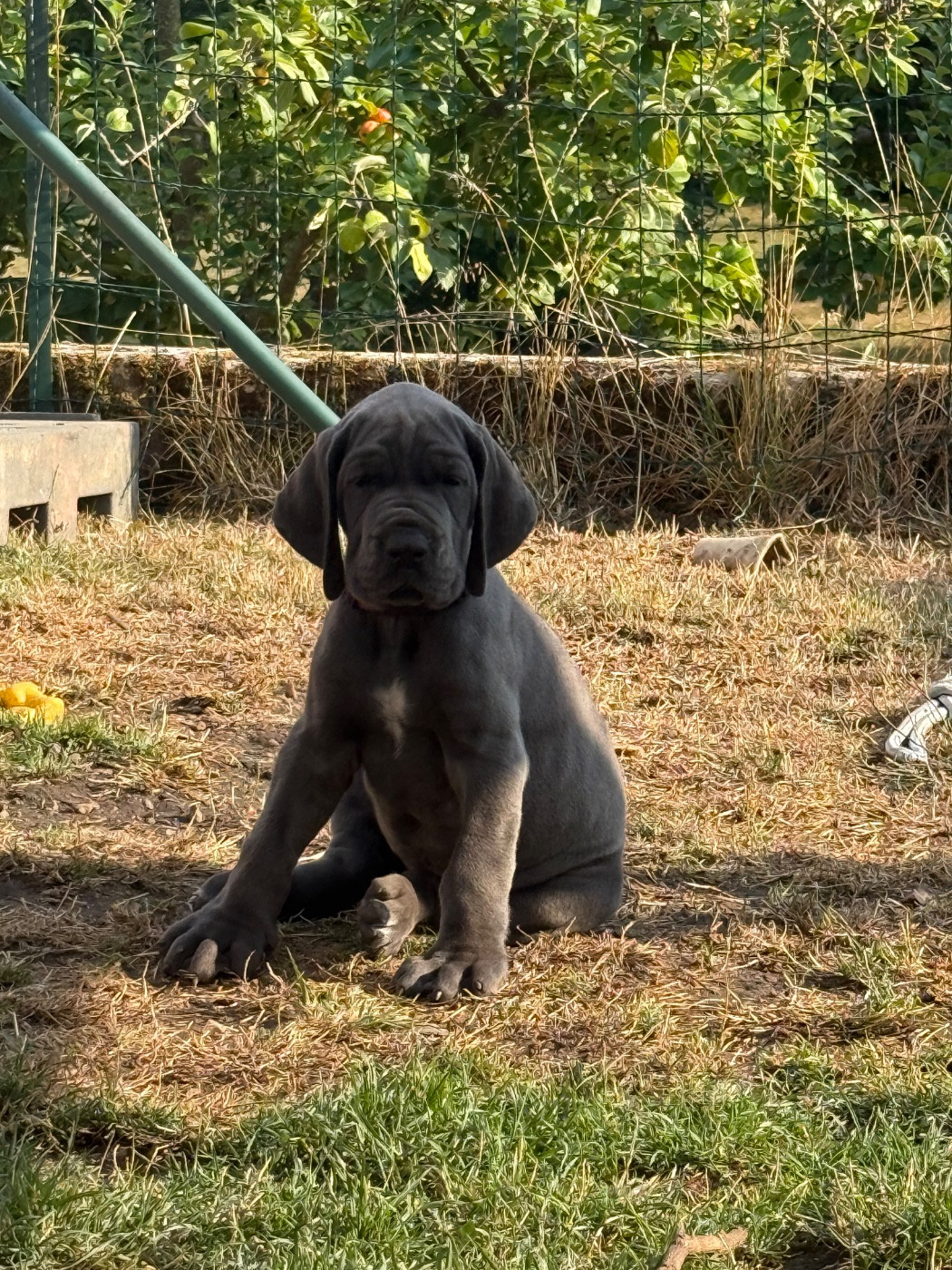 Des Terres De Phelyzia - Chiots disponibles - Dogue allemand