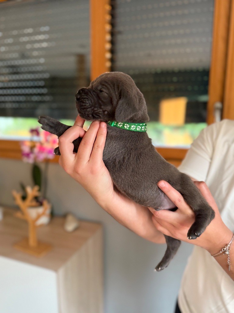 Des Terres De Phelyzia - Chiots disponibles - Dogue allemand