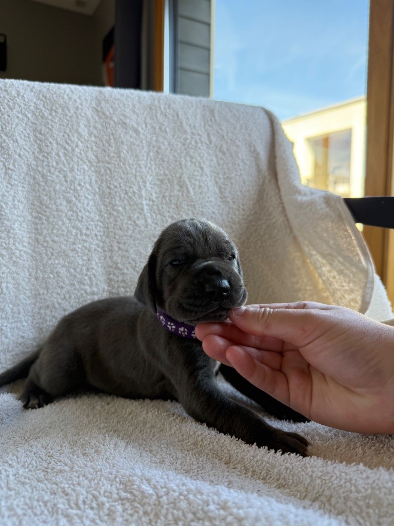Des Terres De Phelyzia - Chiots disponibles - Dogue allemand