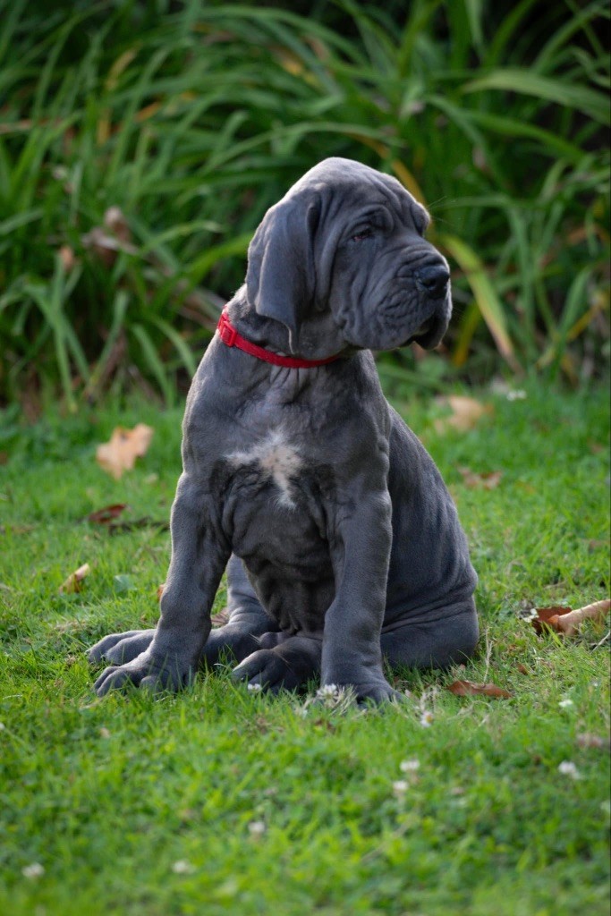 Des Terres De Phelyzia - Dogue allemand - Portée née le 19/07/2025