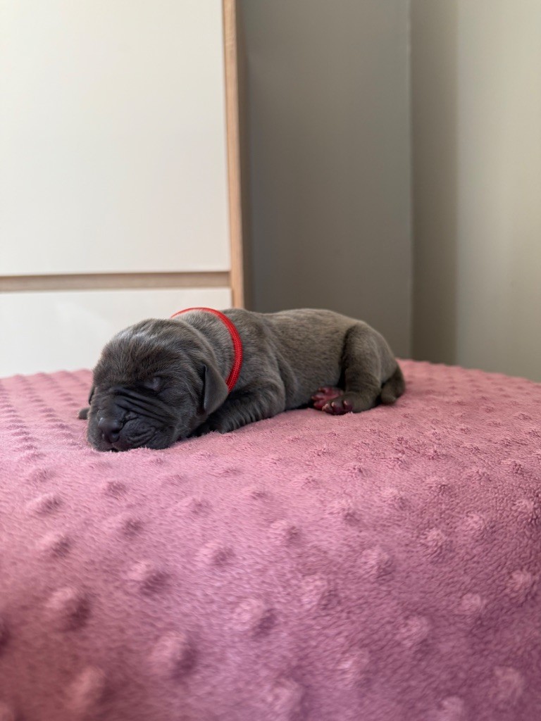 Des Terres De Phelyzia - Chiots disponibles - Dogue allemand