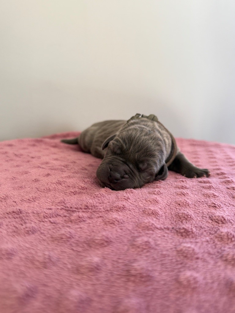 Des Terres De Phelyzia - Chiots disponibles - Dogue allemand