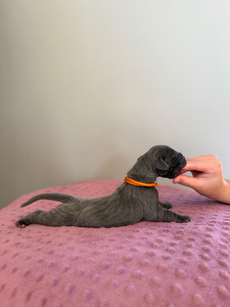 Des Terres De Phelyzia - Chiots disponibles - Dogue allemand