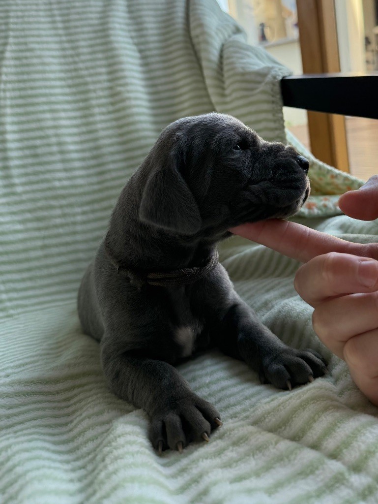 Des Terres De Phelyzia - Chiots disponibles - Dogue allemand