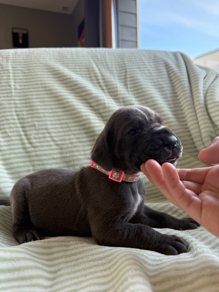 Des Terres De Phelyzia - Chiots disponibles - Dogue allemand