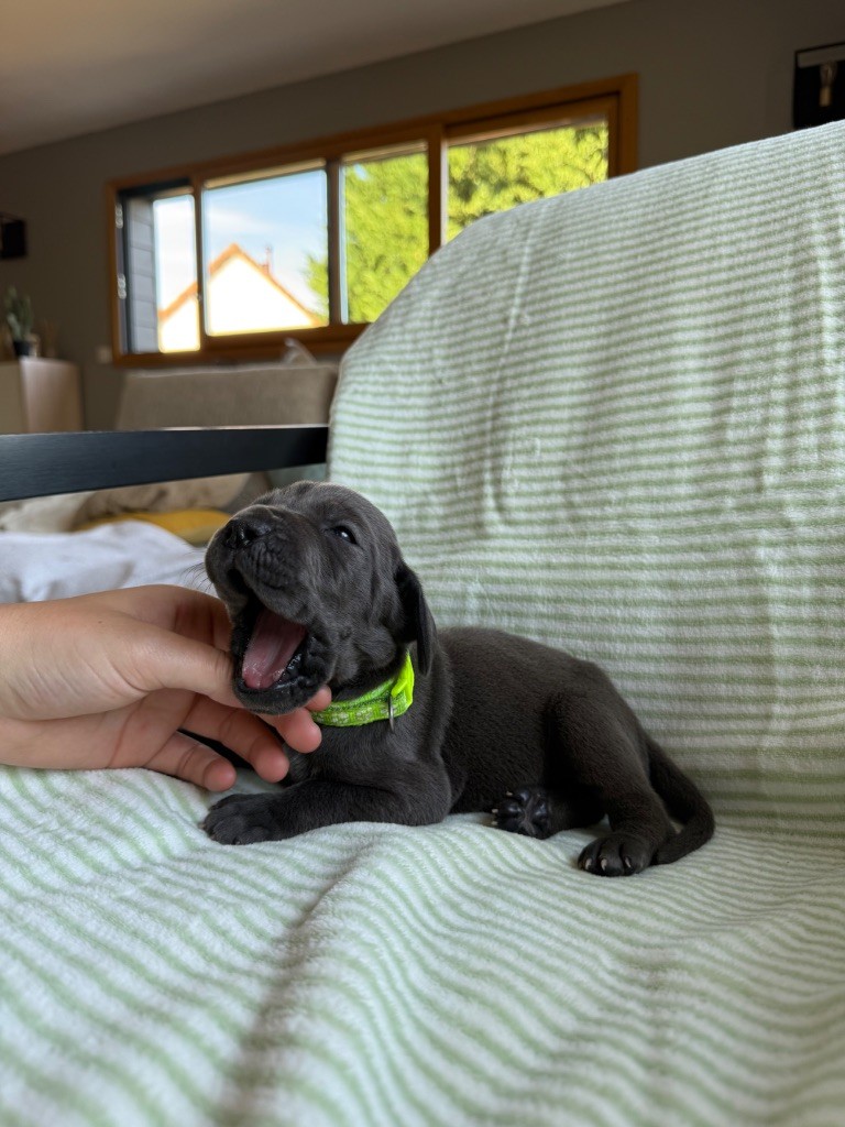 Des Terres De Phelyzia - Chiots disponibles - Dogue allemand