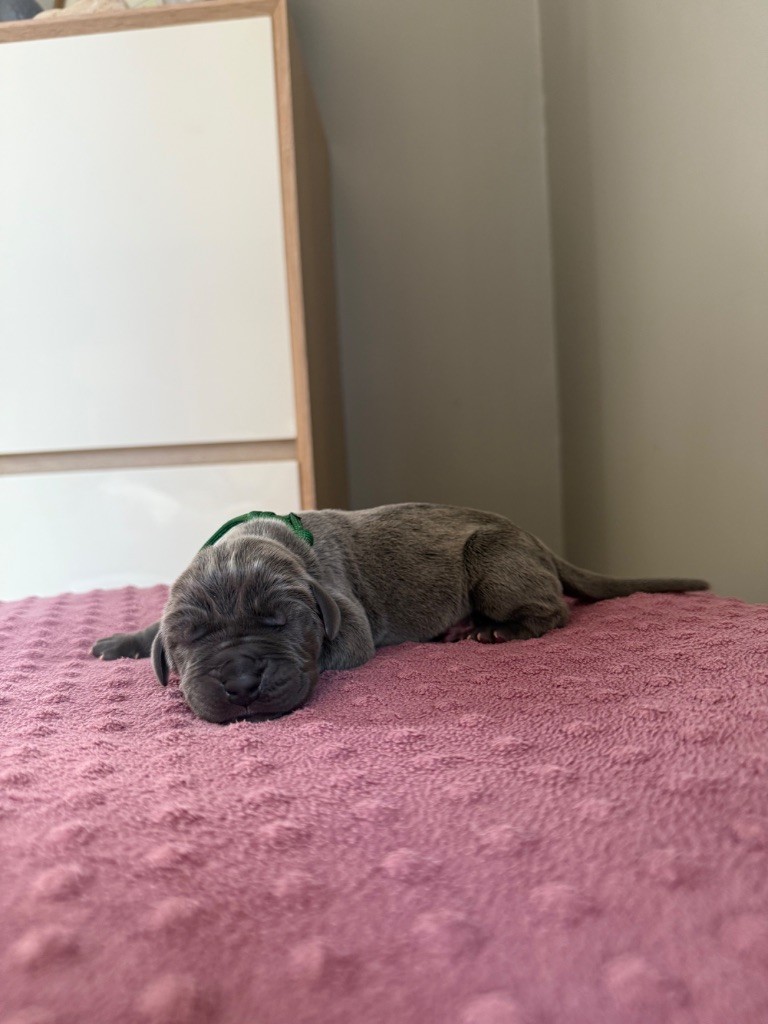 Des Terres De Phelyzia - Chiots disponibles - Dogue allemand