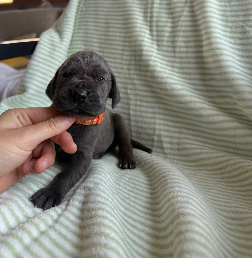 Des Terres De Phelyzia - Chiots disponibles - Dogue allemand