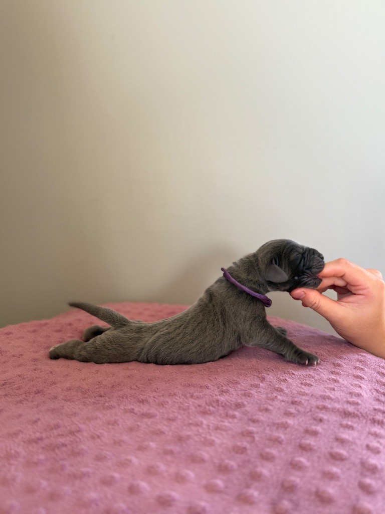 Des Terres De Phelyzia - Chiots disponibles - Dogue allemand
