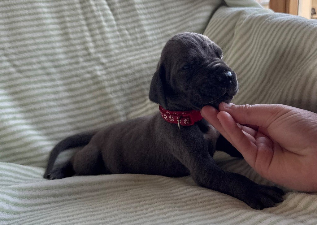 Des Terres De Phelyzia - Chiots disponibles - Dogue allemand