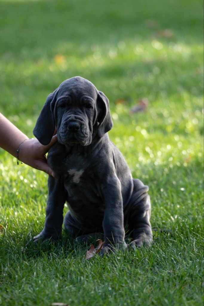 Des Terres De Phelyzia - Chiots disponibles - Dogue allemand