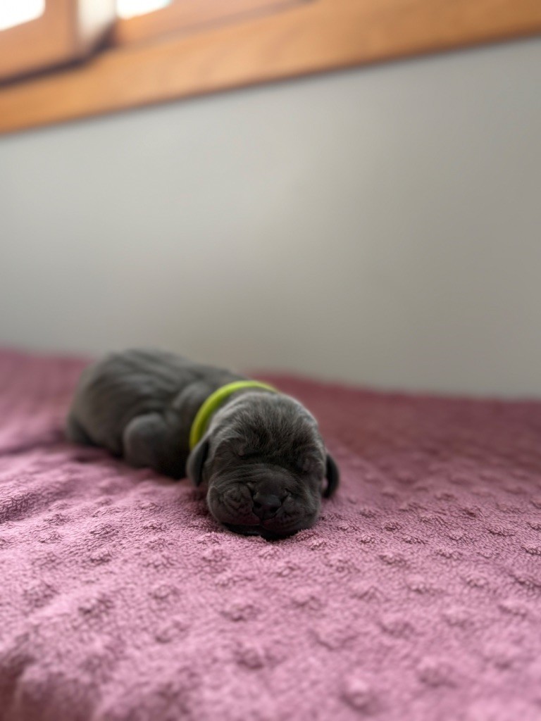 Des Terres De Phelyzia - Chiots disponibles - Dogue allemand