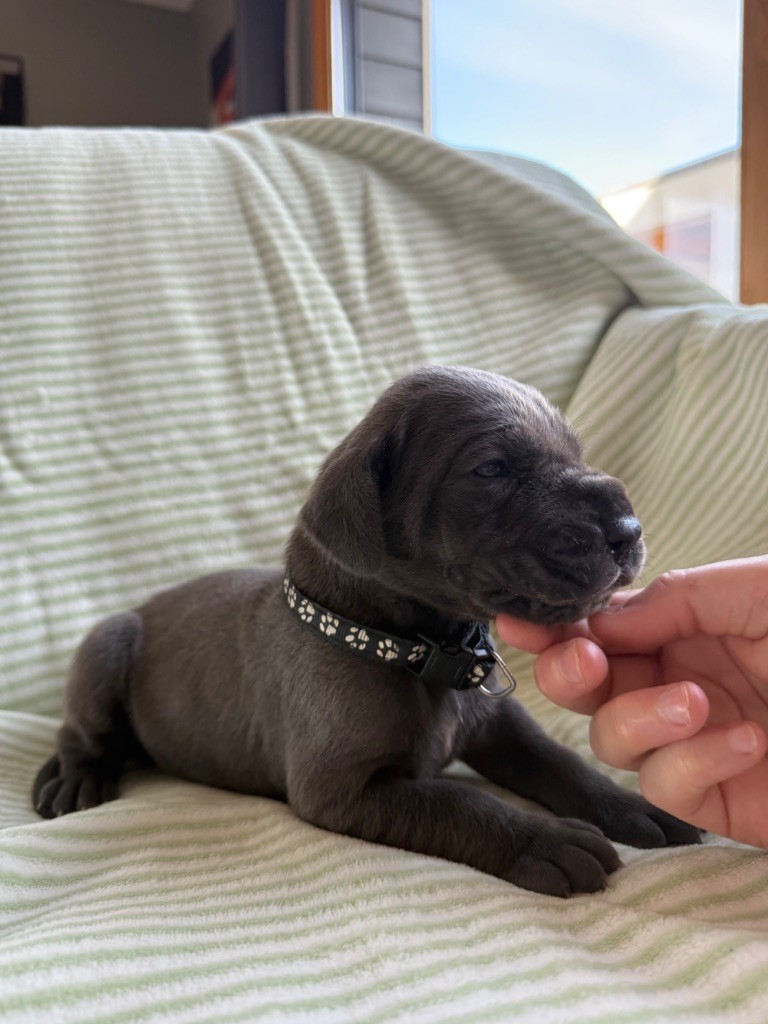 Des Terres De Phelyzia - Chiots disponibles - Dogue allemand