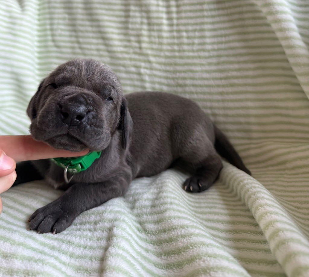 Des Terres De Phelyzia - Chiots disponibles - Dogue allemand