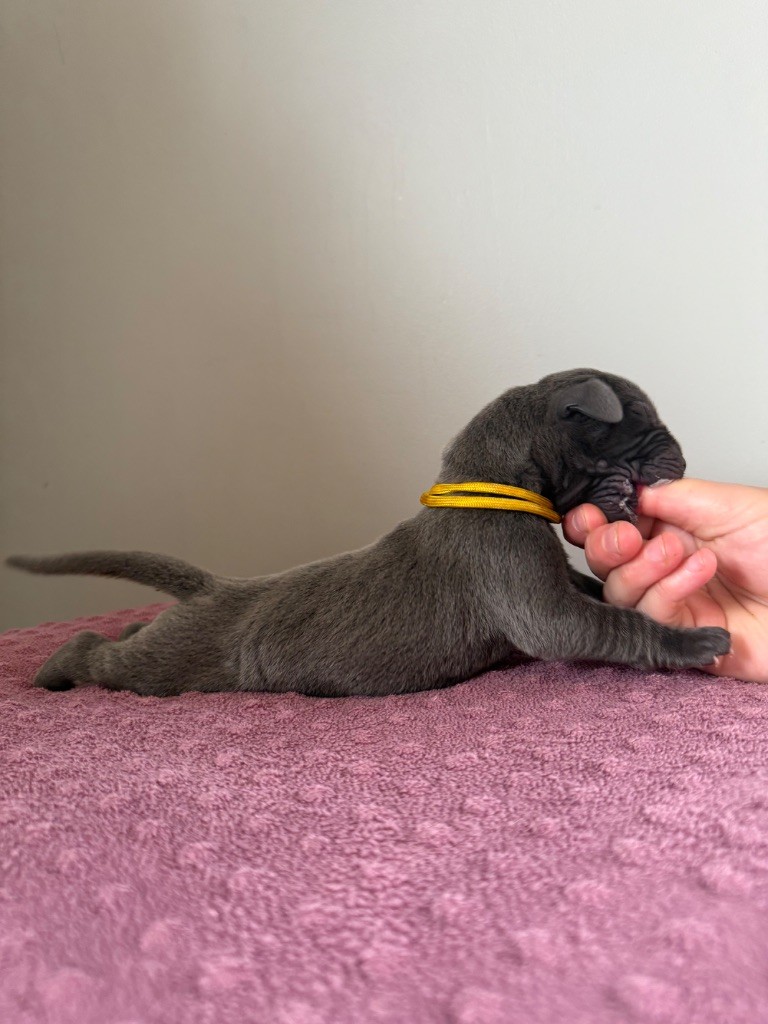 Des Terres De Phelyzia - Chiots disponibles - Dogue allemand