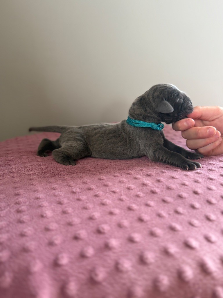 Des Terres De Phelyzia - Chiots disponibles - Dogue allemand
