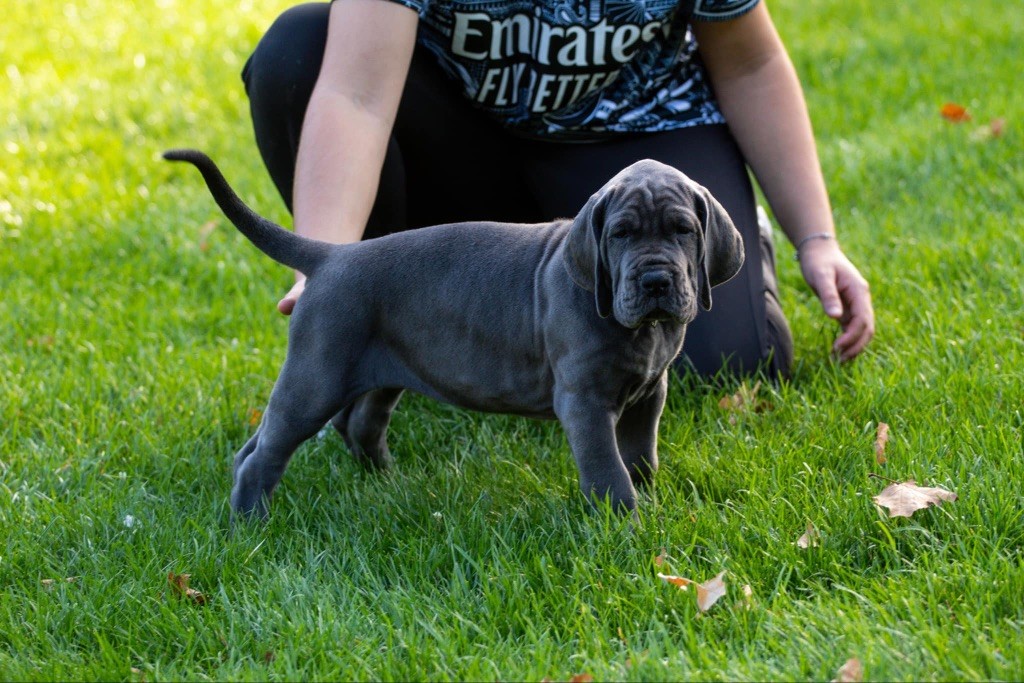 Des Terres De Phelyzia - Chiots disponibles - Dogue allemand